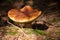 Isolated gyroporus