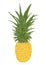 Isolated hand brush pineapple illustration