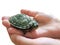 Isolated hand of a child holds a small turtle