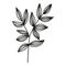 Isolated hand drawn doodle branch with striped leaves.