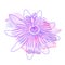 Isolated hand drawn purple outline flower of passionflower, passiflora on pink violet watercolor spot. Print of curve lines.