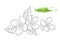 Isolated hand drawn vector illustration of jasmine flower