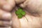 Isolated hand with green four leaf clover, sign of luck, sign of great fortune. closeup