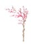 isolated hand painted cheery blossom tree watercolor