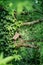 isolated handmade wooden nesting box in a tree in spring. beautiful green color all around. concept of nature and ecology