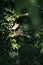 isolated handmade wooden nesting box in a tree in spring. beautiful green color all around. concept of nature and ecology