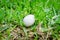 Isolated Hatching Egg with a Crack on it. Macro Photography at a Garden with Green Grass. Miracle of Life Located on Lawn