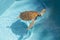 Isolated Hawksbill Marine Sea Turtle Swimming Transparent Water Caribbean