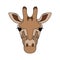 Isolated head of giraffe on white background. Colored cartoon face portrait.