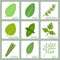 Isolated herbs icons set