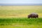 Isolated hippopotamus grazing in the savannah swamps of Amboseli Park in Kenya