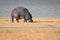 Isolated hippopotamus on the shores of Lake Magadi, in the Ngorongoro Crater Conservation Area. Safari concept. Tanzania. Africa