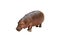 Isolated hippopotamus on white background.