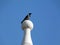 Isolated Hooded crow on decorative stone ball at top of tower