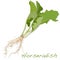 Isolated horseradish root vector