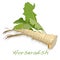 Isolated horseradish root vector