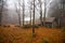 Isolated house in the beeches forest in Autumn.