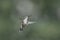 Isolated Hummingbird in Flight