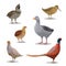 Isolated hunting birds, vector wildfowl