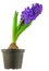 Isolated Hyacinthus