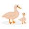 Isolated illustration of a duck with a duckling. Farm birds on a white background in cartoon style