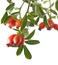 Isolated image of branch rose hips on a white background