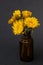 Isolated image of bunch of yellow dandelion flowers on small amber glass essential oil bottle on black background with copy space