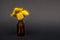 Isolated image of bunch of yellow dandelion flowers on small amber glass essential oil bottle on black background with copy space