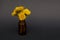 Isolated image of bunch of yellow dandelion flowers on small amber glass essential oil bottle on black background with copy space