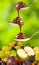 Isolated image of a chocolate and strawberry on a spoon on fruit background