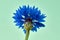 Isolated image of a cornflower. Scientific name Cyanus segetum, which is photographed against a green background