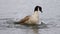 Isolated image of the expressively swimming Canada goose