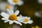 isolated image of a few daisies