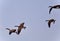 Isolated image of four Canada geese flying