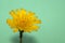 Isolated image of a hieracium,hawkweed flower, that is photographed against a green background