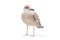 Isolated image of Juvenile Seagull