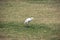 Isolated image of Little Egret birdEgretta garzetta in open lawn