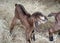 Isolated image of a newborn goat