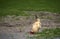 Isolated image of a rooster feeding on a farm