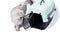 Isolated image Scottish-fold of a silver chinchilla cat near a cat carrier