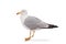 Isolated image of Seagull