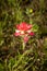 Isolated image of a single Indian Paintbrush wildflower