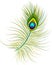 An isolated image of a single peacock feather. A concept that can be used for logos and icons