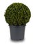 Isolated image of a spherical privet bush