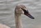 Isolated image of a trumpeter swan swimming