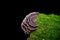 Isolated image of Turkey Tail fungus growing on a tree stump