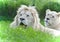 Isolated image of two white lions laying together