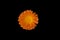 An isolated image of a vibrant orange Calendula flower shown against a black background