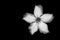 Isolated impala lily flower in black and white