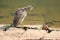 Isolated indian pond heron shaking its body